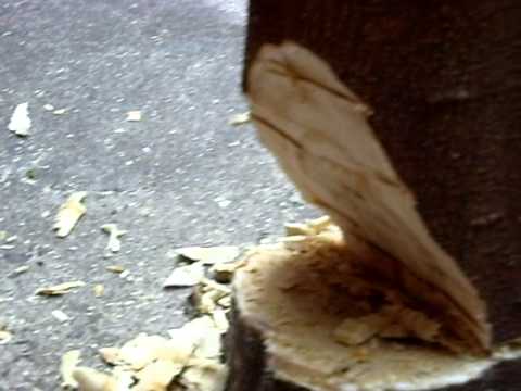 download lagu mp3 mp4 Arvore Moreira, download mp3 Arvore Moreira free download mp3, download mp3 Arvore Moreira