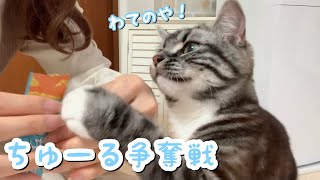 ちゅーる争奪戦をジンバルで撮影してみたら 足長マンチカン まる Munchkin cat