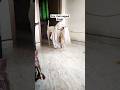 Atrocity Of Jeni Rugged Dog Rugged Girl Rajapalayam Rajapalayam Dog Shorts