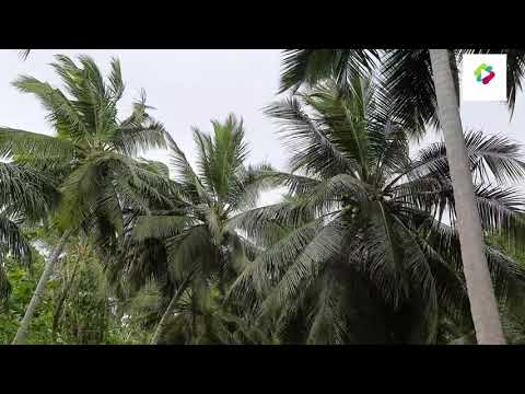 The wind - look at the coconut trees 🌴