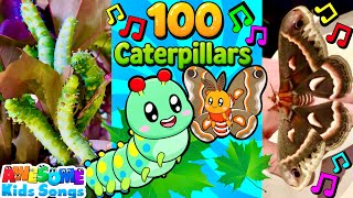 100 Caterpillars 🐛 | A True Story Song for Kids! #AwesomeKidsSongs