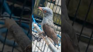 Download lagu suara burung kedasih paling ampuh untuk menaikkan emosi burung kedasih lain mp3 Download lagu suara burung kedasih paling ampuh untuk menaikkan emosi burung kedasih lain mp3