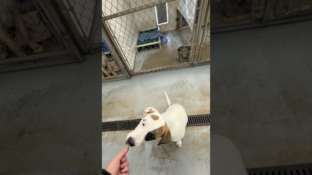 Enlarge Buttons, a ADOPTABLE mixed breed in Meadow Lake, SK video 6/6