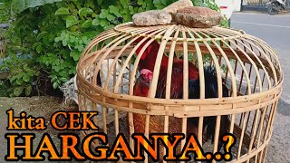 Download lagu CEK HARGA AYAM PELUNG 2023 [0shamo nya indonesia mp3