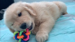 【Cuteness overload】Here is the Golden Retriever puppy that threatens the ball lol
