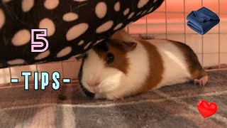 5 Tips On How To STOP Guinea Pigs From Going Under Your Fleece