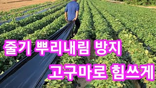 무조건 고구마 줄기에 뿌리를 못내리게 해야 대박 납니다