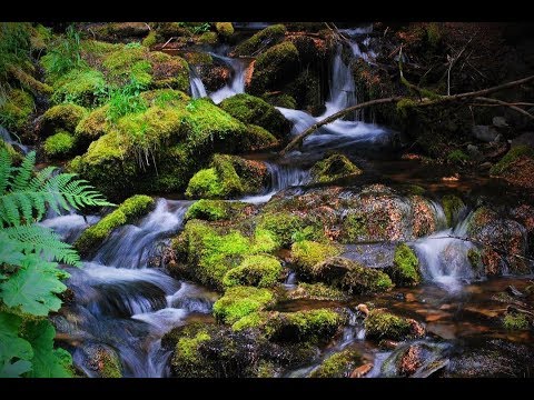 Eutrophication Explained By Graduate Students