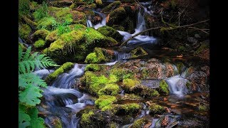 Eutrophication Explained by Graduate Students
