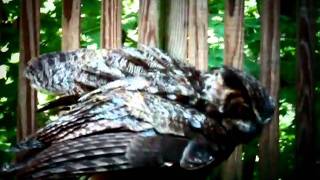 Owl - Monteen McCord shows Great horned owl On glove 82111.MP4