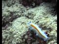 Plongée - Diving MAYOTTE - Le Vivier de la Passe en S.avi