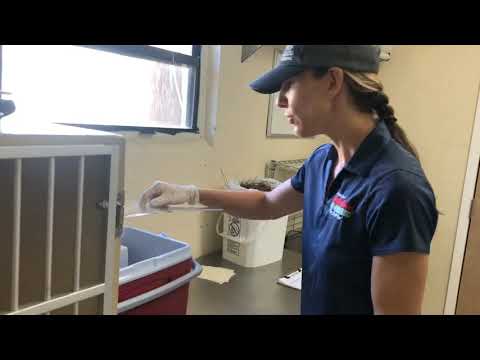 Hooded Vulture Chick Feeding with Gen, our General Curator