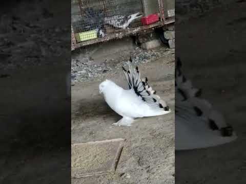 Masakali kabutar dance 😘 #shorts #pigeon #kabutar