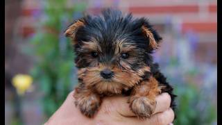 Video preview image #1 Yorkshire Terrier Puppy For Sale in REINHOLDS, PA, USA