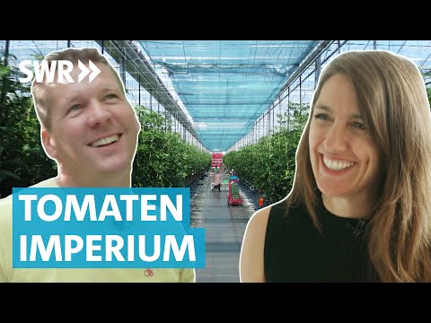 Familienbetrieb Tomatengärtnerei – So werden Tomaten aus Deutschland angebaut