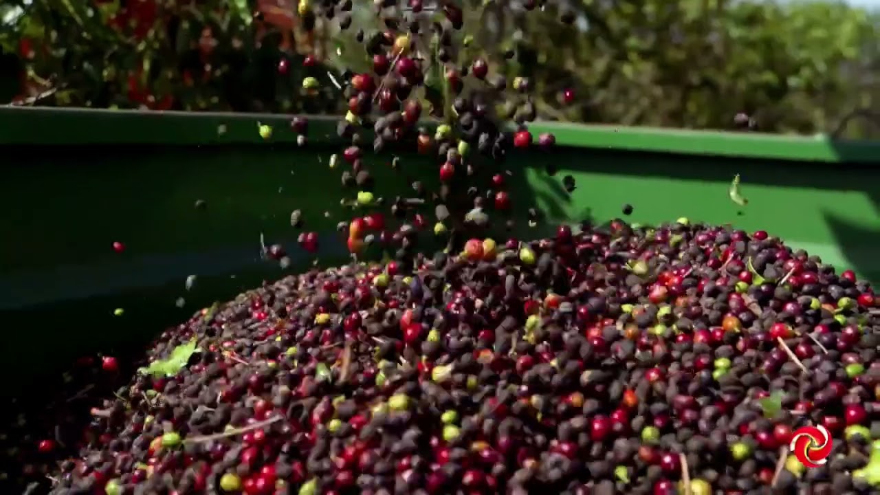 Colheita de café arábica avança no Brasil
