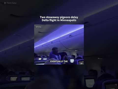 Two stowaway pigeons briefly delayed takeoff of a Delta flight in Minneapolis 🐦