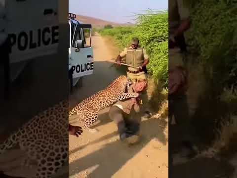 نمر يهاجم سائحًا 😱🐆 | الشرطة الأمريكية تنقذ حياته في اللحظة الأخيرة بعملية إنقاذ درامية 🚔🔥
