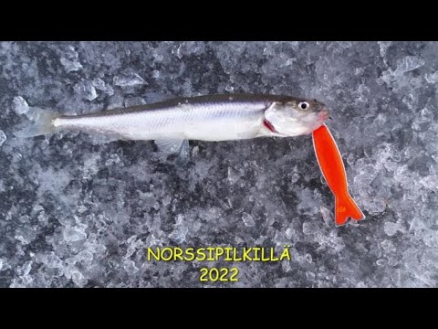NORSSIPILKILLÄ 2022
