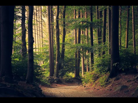 Relaxing Music for Stress Relief. Soothing Music for Meditation, Healing Therapy, Sleep, Spa