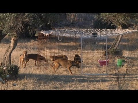 ¡Peligro! Perros salvajes