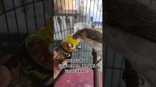 Download lagu Ropelmax, Natural Supplement for Trucukan Birds! #ropelmania #trucukan #birdvitamins mp3 Download lagu Ropelmax, Natural Supplement for Trucukan Birds! #ropelmania #trucukan #birdvitamins mp3