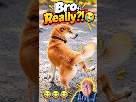 Bro, Really?! 😭 #funnydogs #dogcomedy #funnyanimals #dogshorts #viralshorts