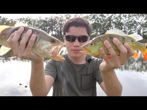 Largemouth vs Peacock bass!