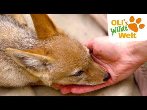 Schakale - Das Findelkind | OLI's Wilde Welt