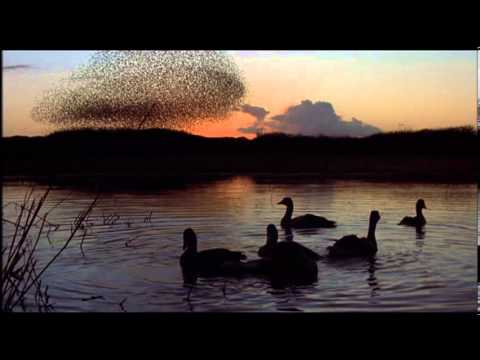 Winged Migration (Le Peuple Migrateur) (2001)