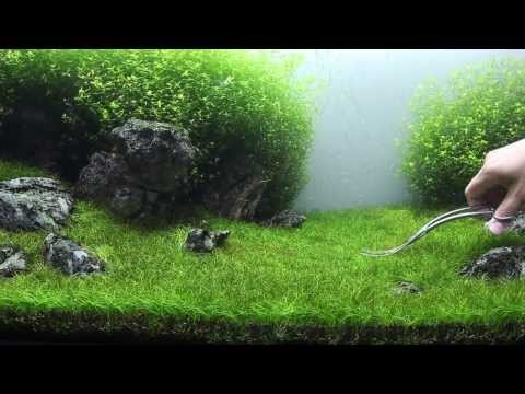 Green&Grey Aquarium - Day 98 - sp. mini trimming