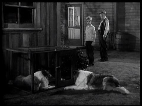 Lassie - Episode #59 - "The Marauder" - Season 2, Ep 33 -  4/22/1956