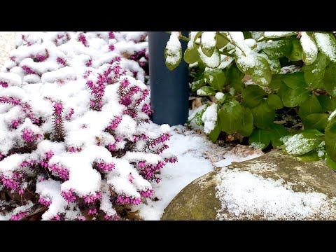 Snowy Winter Garden Tour