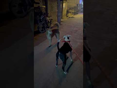 Pitbull vs Street Dog🔥😱