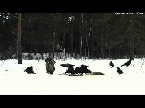 vlc record 2011 01 14 14h28m00s mms   tv eenet ee nova 