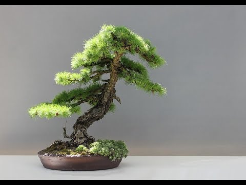 Casurina, The Australian Pine Tree