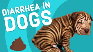 Causes of Diarrhea in Dogs