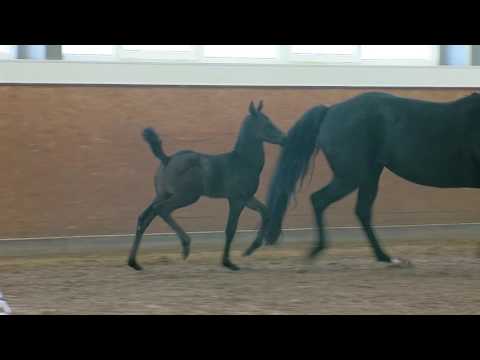 Brandt; Vivaldi Weltmeyer