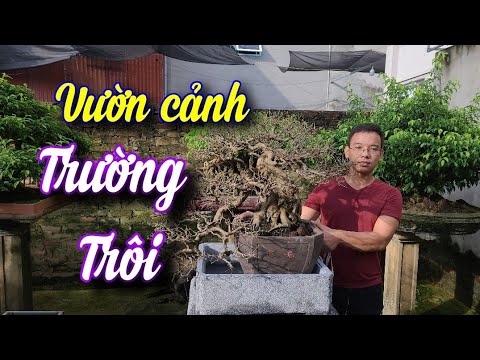 SH.6310. Thăm vườn cảnh đẹp Trường Trôi huyện Hoài Đức Hà Nội. Đth liên hệ 0945.345.889.