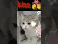Lovely Two Cats Kissing Seen Best Loving Video 2022 Catkissing Lovelycat