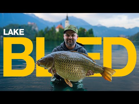 Unfinished Business - Lake Bled Carp Fishing