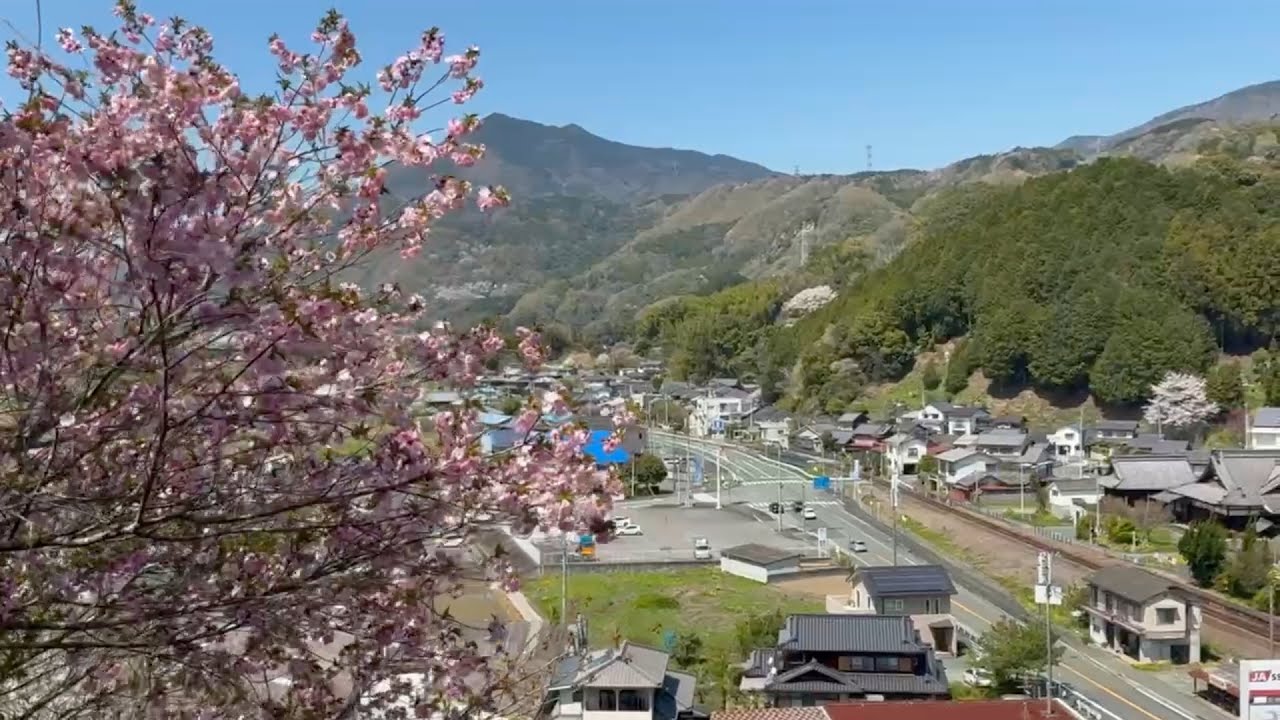 2026/04/05　咲き始め　祇園公園の八重桜　〜愛媛県大洲市〜