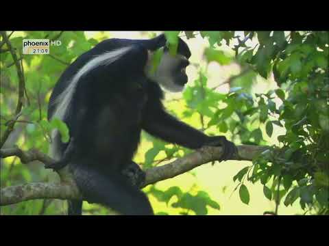 Naturparadiese Afrikas    Der Regenwald im Kongobecken