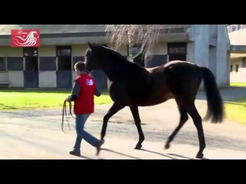 Maresca Sorrento, étalon au Haras du Lion en 2015