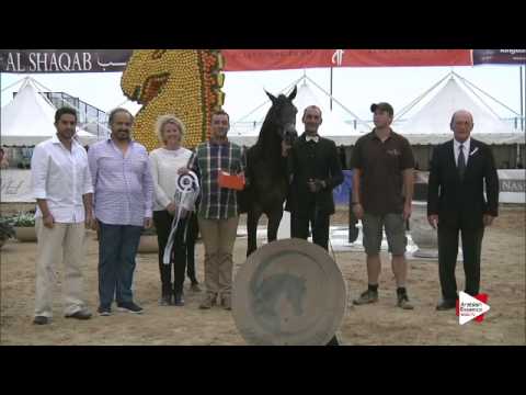 3rd place N.88 AMAAR AL NASSER - Menton 2015 - Yearling Colts Championship (Class 12)