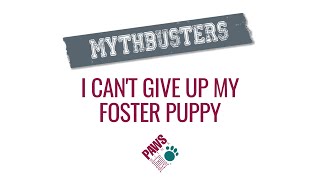 PAWS MythBuster: I Can&#39;t Give Up My Foster Puppy