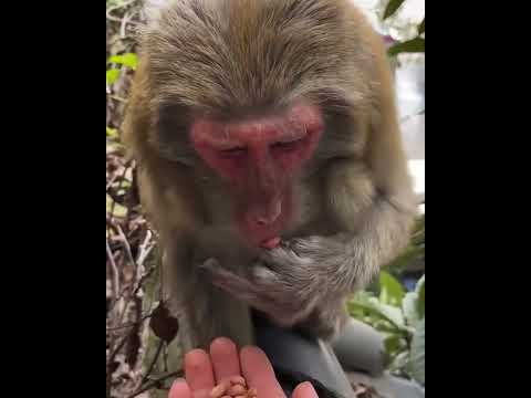 #Cutebabymonkey #ASMRMongkey #Monkeyeating #FunnyMonkey / #DanceMonkey / #monkey  Ept185   #shorts