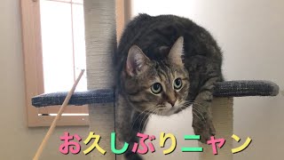 久しぶりのゆめちゃん