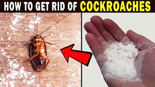 How to Get Rid of Cockroaches Fast without an Exterminator | Home Remedies for Cockroaches Treatment