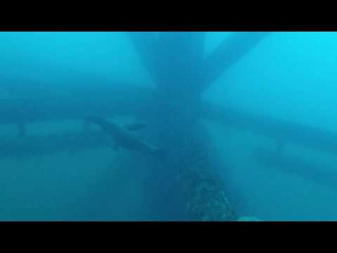Sea lion at Elly oil rig